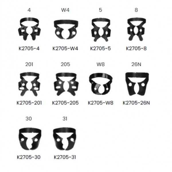 Clema diga neagra, Black coated, Molar superior